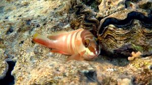 Краснополосый групер