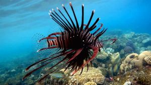 Индийская крылатка темная раскраска