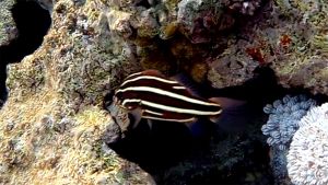 Золотистополосый окунь