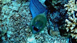 Гигантская мурена