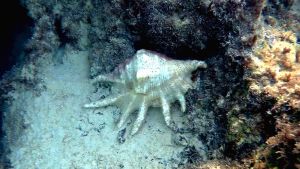 Гигантский лямбис, Брюхоногий моллюск