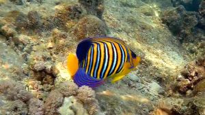 Королевский ангел, Пигоплит