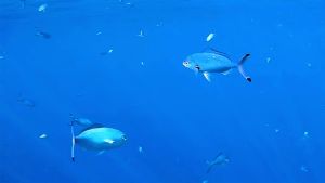 Лунный цезий