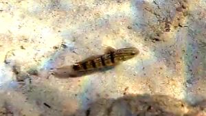 Бычок-бабочка