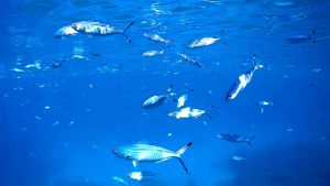 Однополосый цезий стая