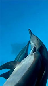 Дельфины 3 шорт 169-300.jpg