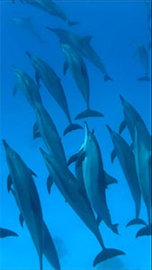 Дельфины 1 шорт 169-300.jpg