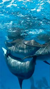 Дельфины 2 шорт 169-300.jpg