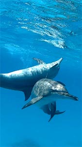 Дельфины шорт 4 169-300.jpg