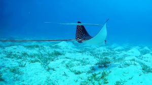 spotted-eagle-ray-long-tail-and-bluespotted-cornetfish.jpg