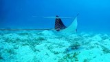 spotted-eagle-ray-long-tail-and-bluespotted-cornetfish.jpg